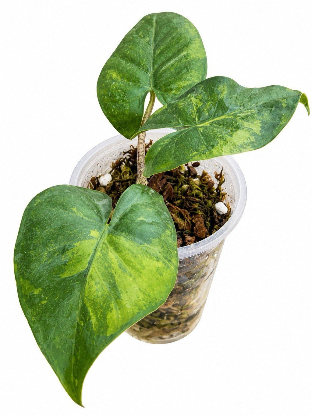 Alocasia Flemingiana Aurea Variegated – Established Plant | Exact Plant 🌿💛