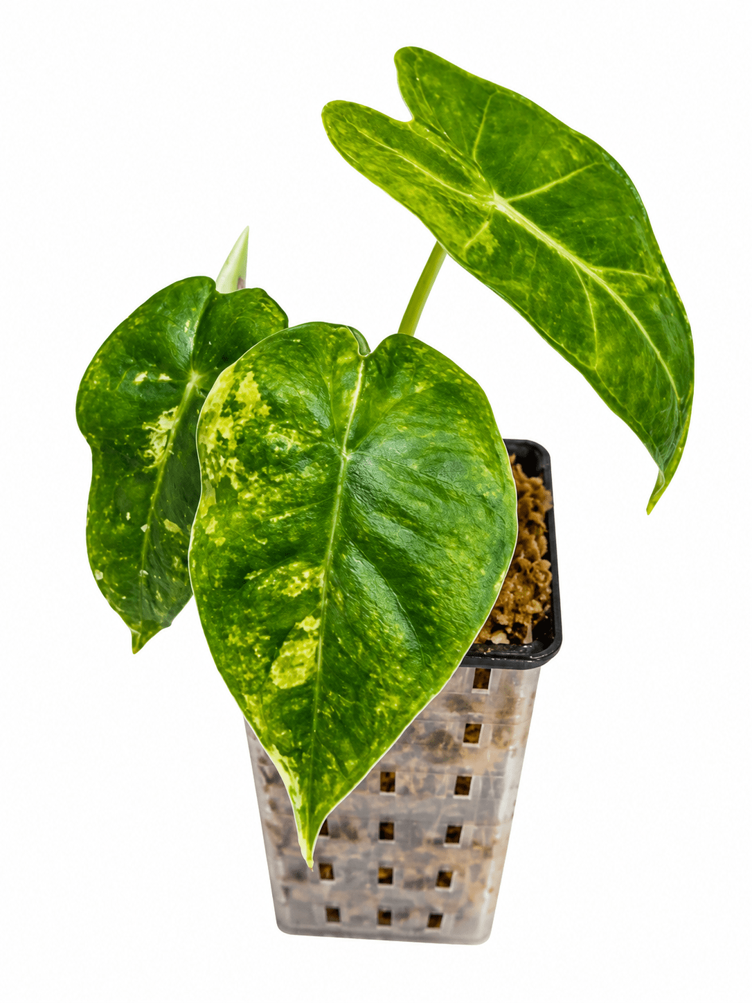 🌿 Alocasia Frydek Aurea – Corm Grown | Variegated | Exact Plant - Obsessed With Aroids