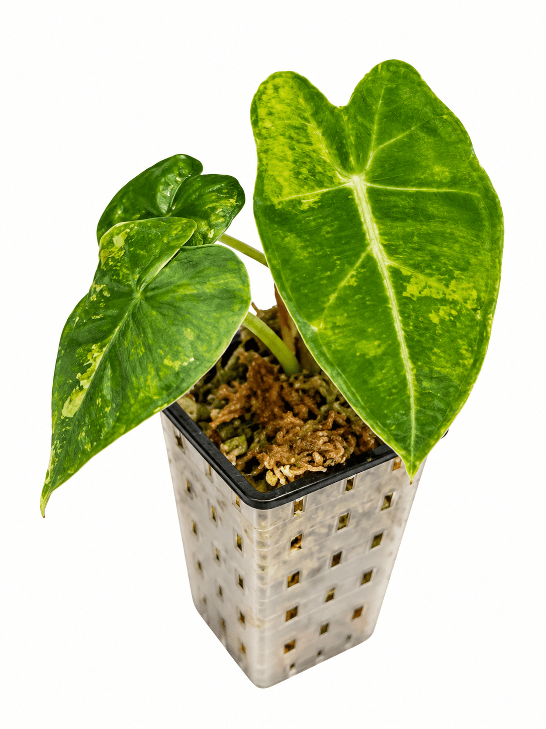 🌿 Alocasia Frydek Aurea – Corm Grown | Variegated | Exact Plant - Obsessed With Aroids