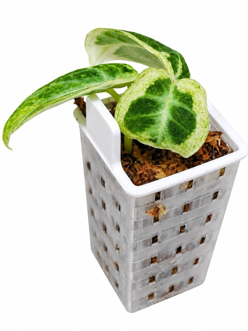 Alocasia Ninja Tricolour Variegated | Established & Rooted | Exact Plant 🌿🤍💚
