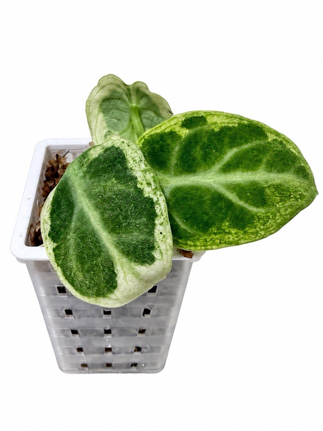 Alocasia Ninja Tricolour Variegated | Established & Rooted | Exact Plant 🌿🤍💚