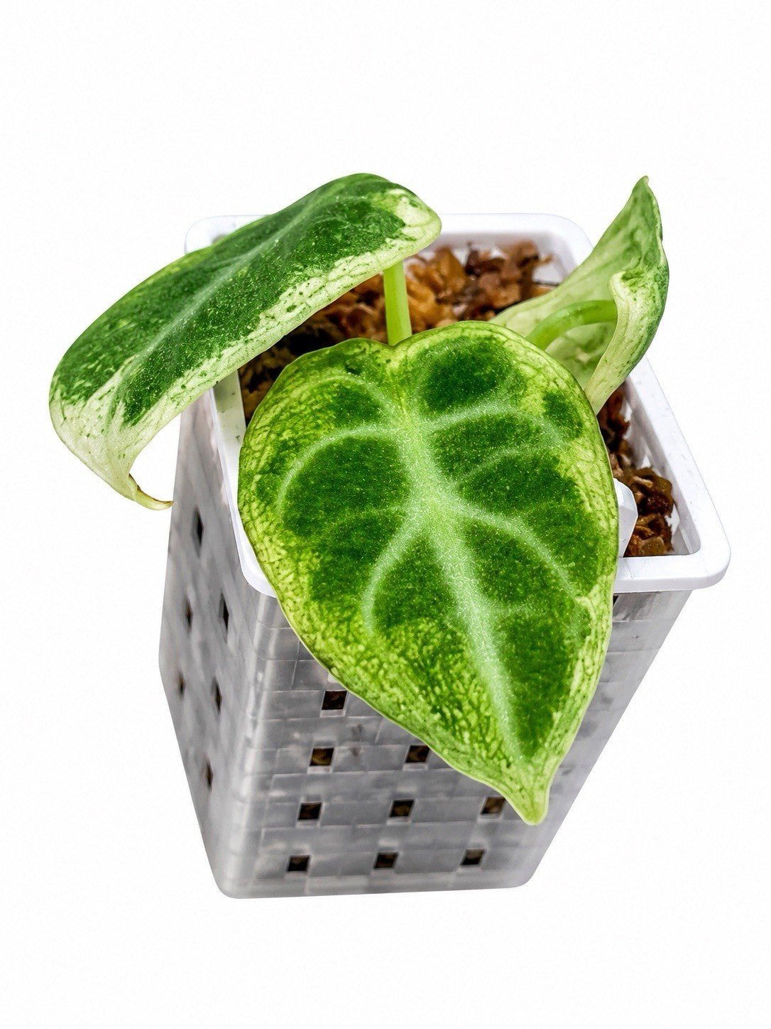 Alocasia Ninja Tricolour Variegated | Established & Rooted | Exact Plant 🌿🤍💚