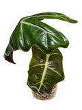 🌿 Alocasia Pseudosanderiana Aurea – Corm Grown | Exact Plant