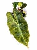 Alocasia Pseudosanderiana Aurea Variegated – Corm Grown | Exact Plant