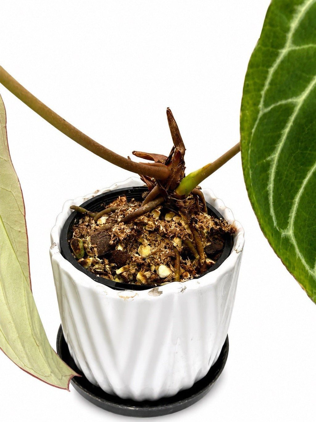 🌿 Anthurium ‘Augustus × Frilly Knickers’ – Rare Collector Hybrid 🌿