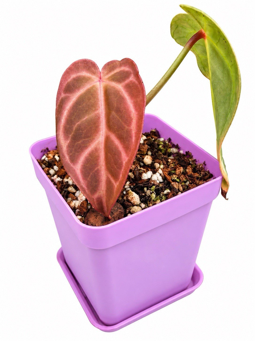 Anthurium (Cryst × Lux × Pap) × (Warocqueanum × Forgetii) | Rare Hybrid | Exact