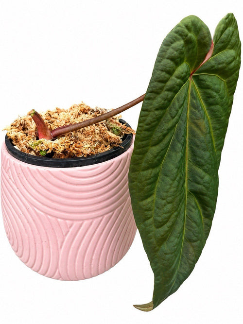 Anthurium Dark Complex Pure Form | Rare Dark Velvet Anthurium | Exact Plant