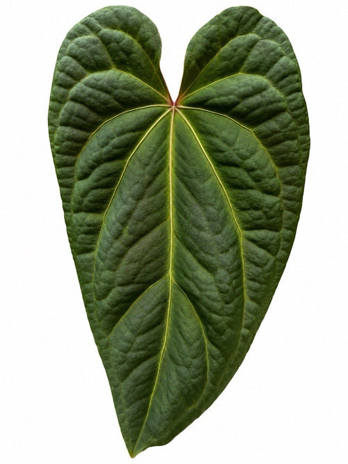 Anthurium Dark Complex Pure Form | Rare Dark Velvet Anthurium | Exact Plant