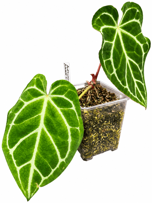 Anthurium Dark Crystallinum Form | Established Rare Aroid | Exact Plant