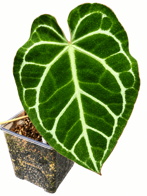 Anthurium Dark Crystallinum Form | Established Rare Aroid | Exact Plant