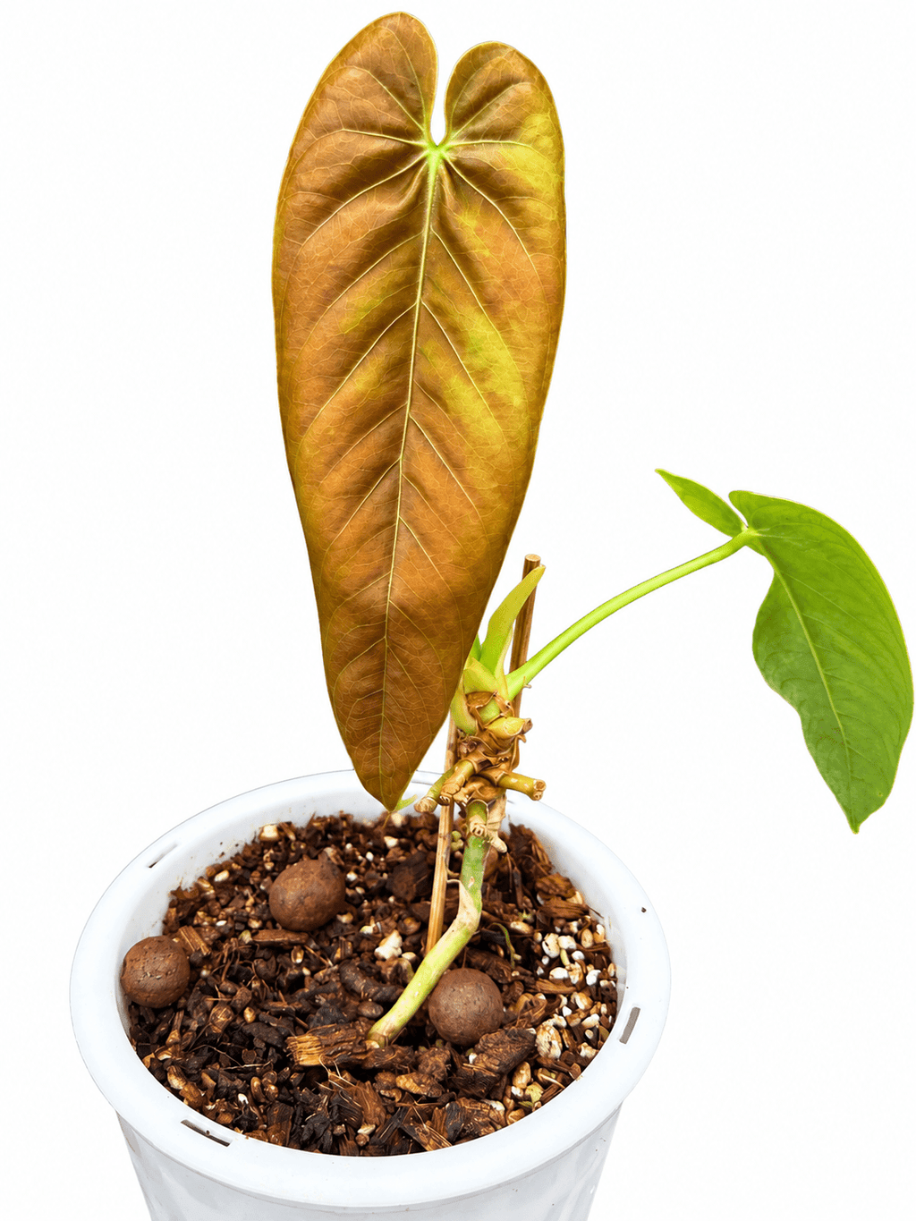 Anthurium Pallidostachyum | Established Rare Aroid | Exact Plant