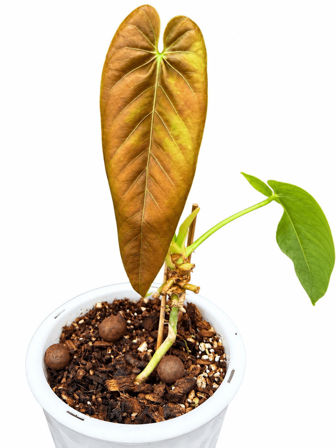 Anthurium Pallidostachyum | Established Rare Aroid | Exact Plant
