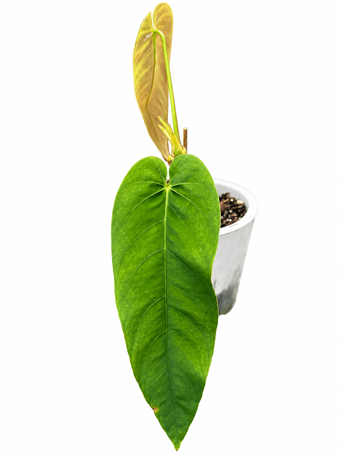 Anthurium Pallidostachyum | Established Rare Aroid | Exact Plant