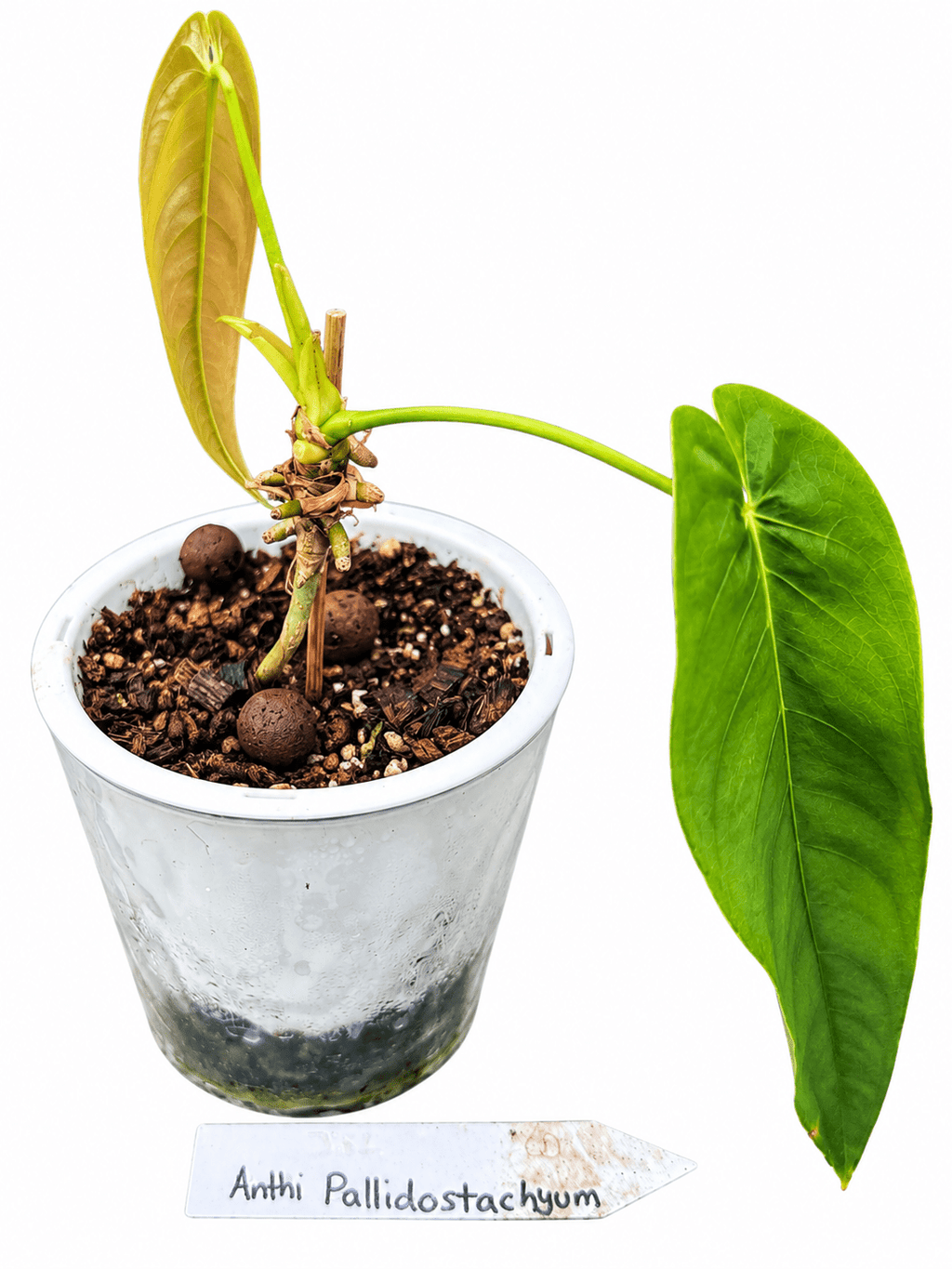 Anthurium Pallidostachyum | Established Rare Aroid | Exact Plant