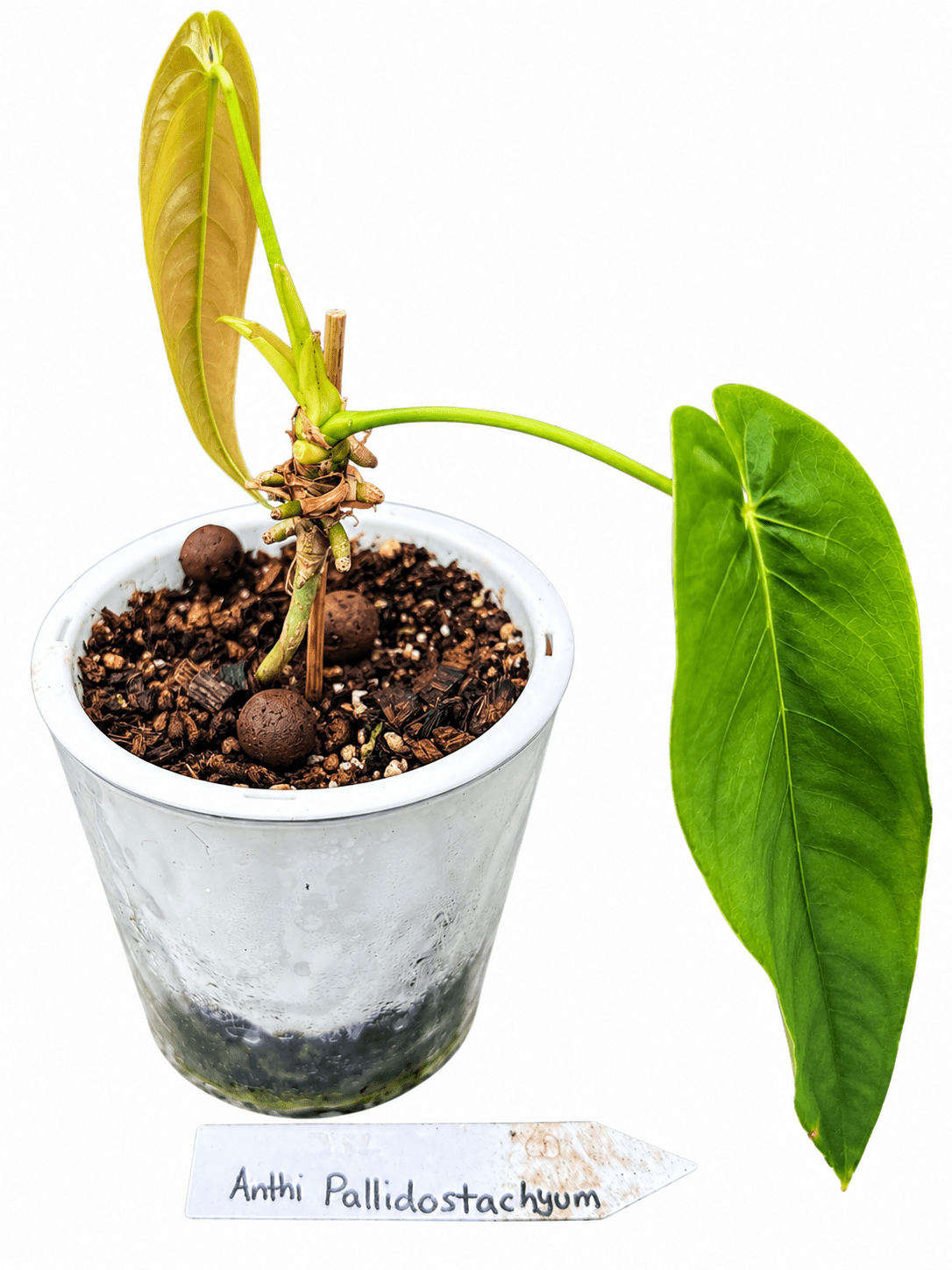 Anthurium Pallidostachyum | Established Rare Aroid | Exact Plant
