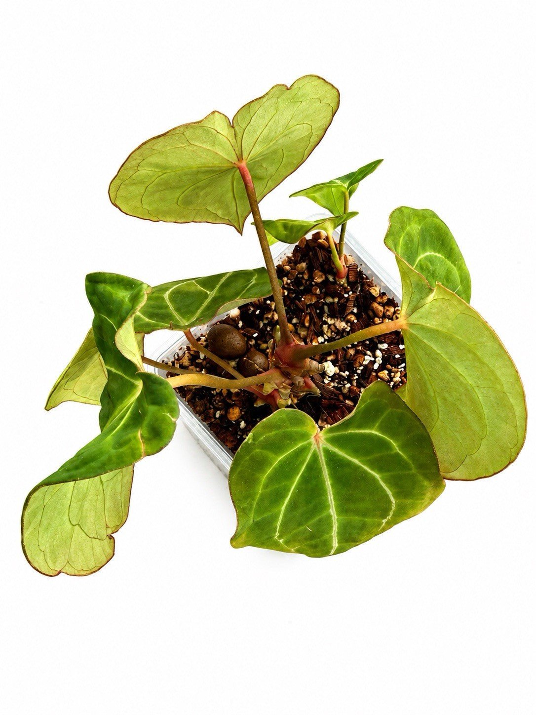 🌿 Anthurium NOID Hybrid – Established Plant 🌿