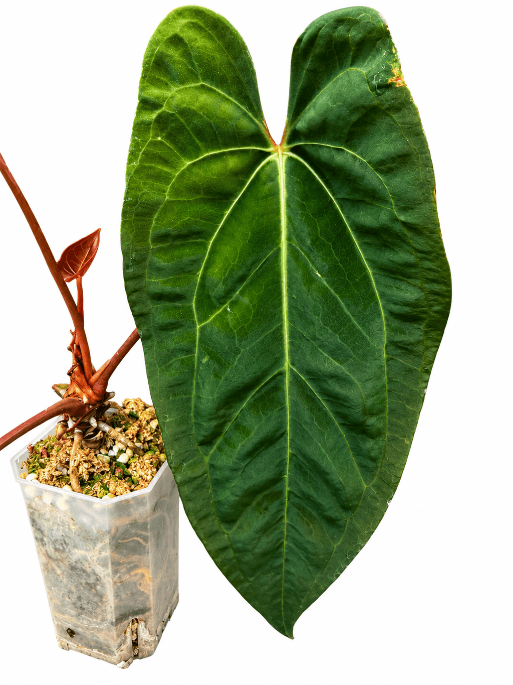 Anthurium ‘Sombre’ Black Venom × Pap | Rare Collector Hybrid | Exact Plant