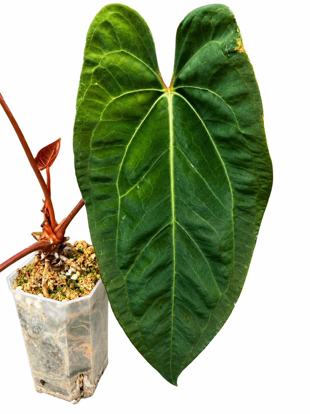 Anthurium ‘Sombre’ Black Venom × Pap | Rare Collector Hybrid | Exact Plant