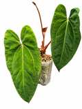Anthurium ‘Sombre’ Black Venom × Pap | Rare Collector Hybrid | Exact Plant