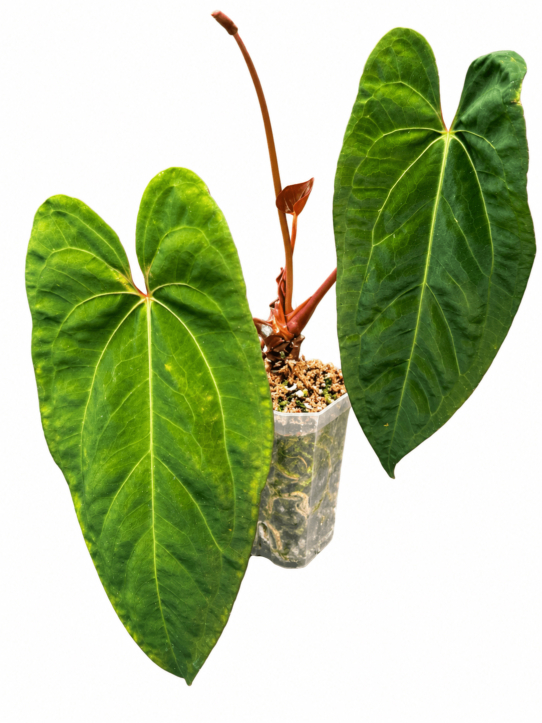 Anthurium ‘Sombre’ Black Venom × Pap | Rare Collector Hybrid | Exact Plant