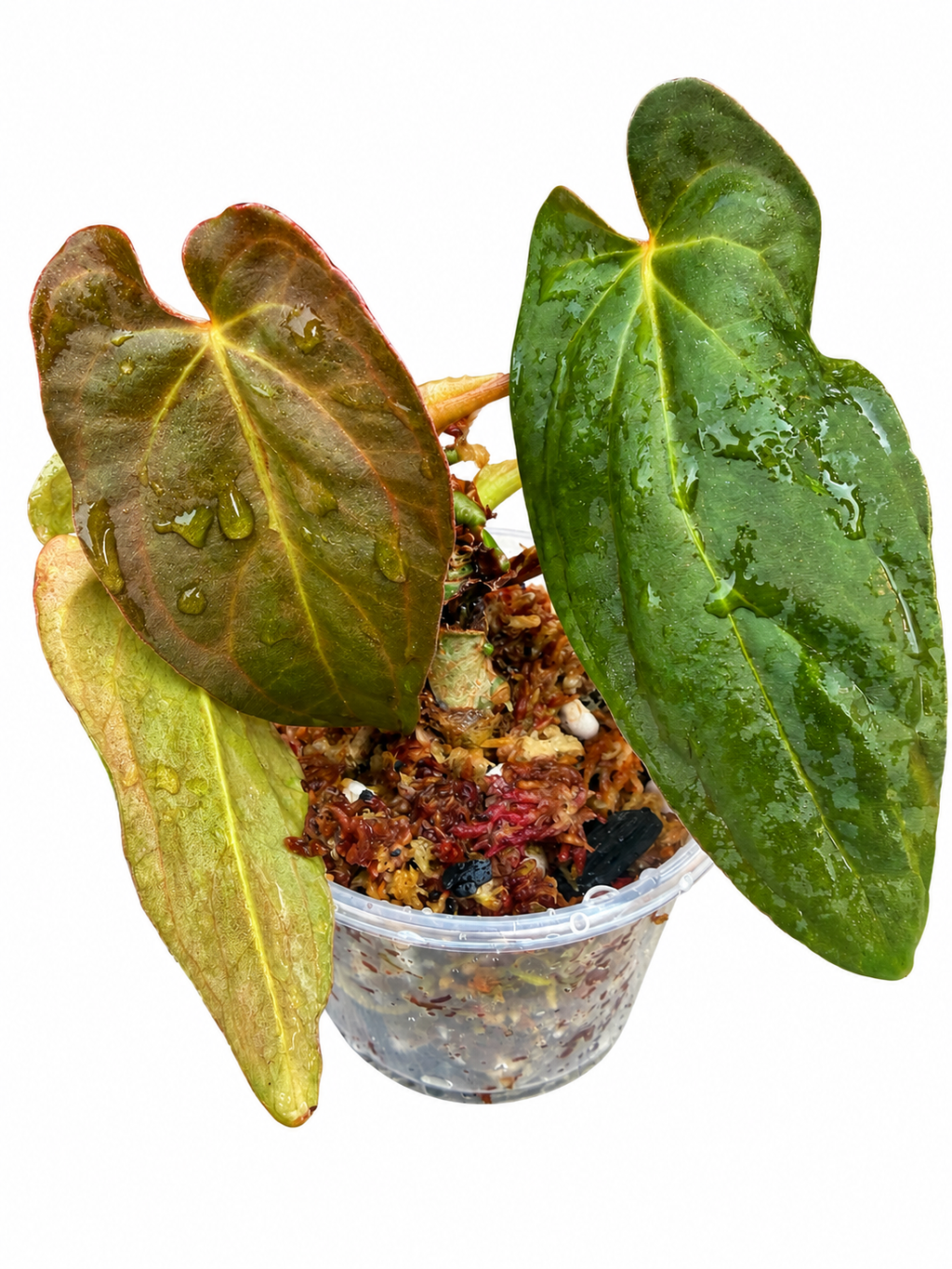 🌿 Anthurium ‘Twin Phoenix × Twin Phoenix’ – Rare Collector Hybrids