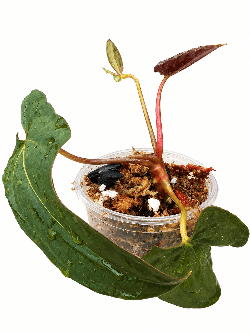 🌿 Anthurium ‘Twin Phoenix × Twin Phoenix’ – Rare Collector Hybrids