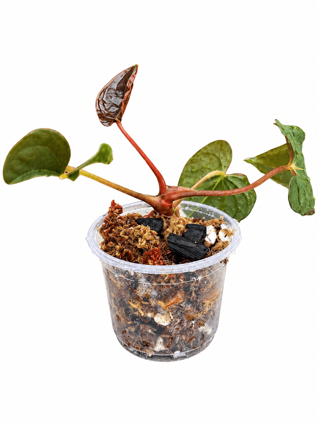 🌿 Anthurium ‘Twin Phoenix × Twin Phoenix’ – Rare Collector Hybrids