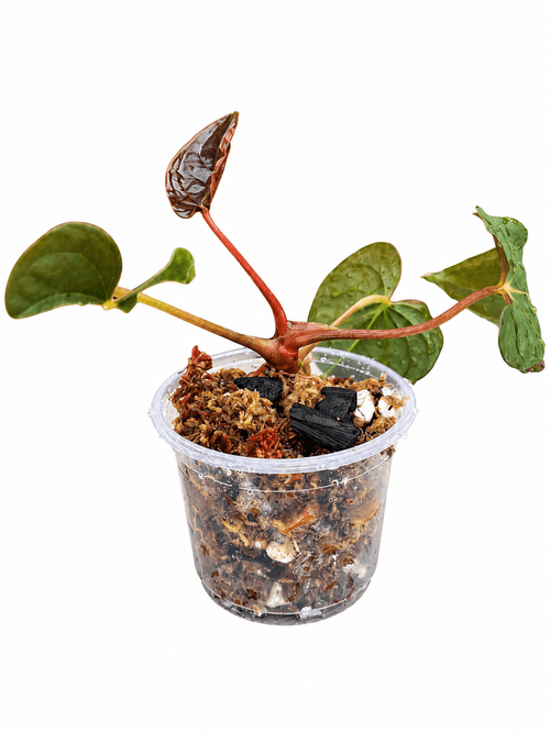 🌿 Anthurium ‘Twin Phoenix × Twin Phoenix’ – Rare Collector Hybrids