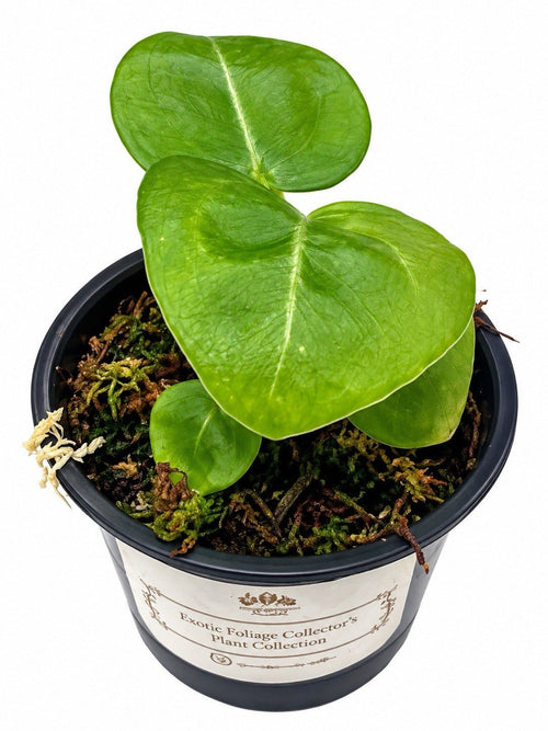 Rare Anthurium (SKG Silver × Red Crystallinum) × Variegated Magnificum